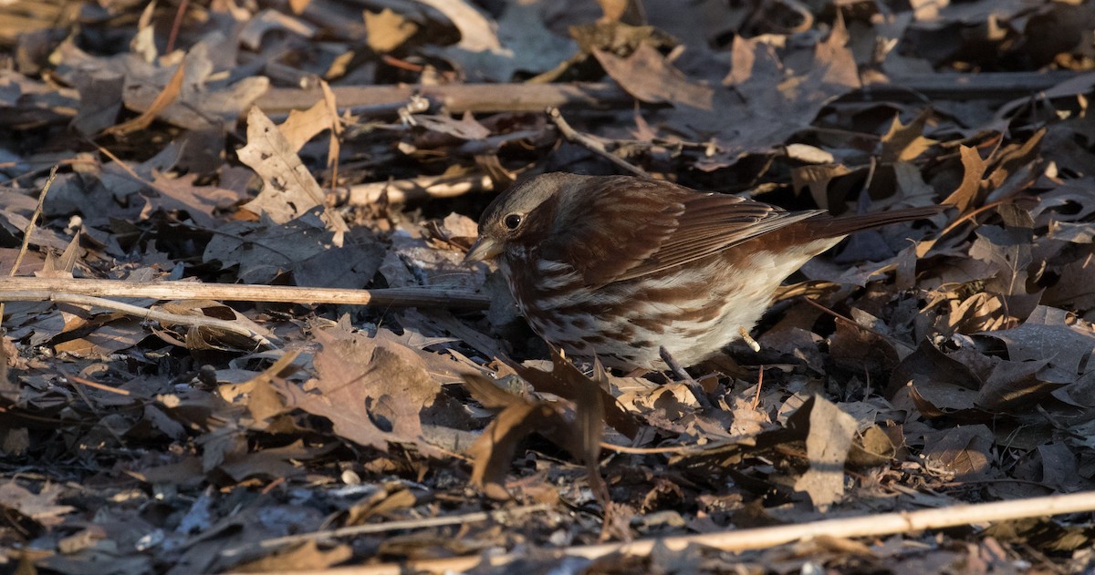 Fox Sparrow - ML610730629