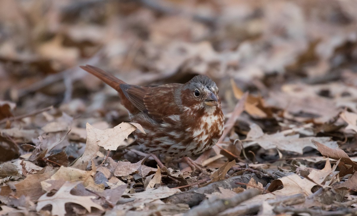 Fox Sparrow - ML610730630