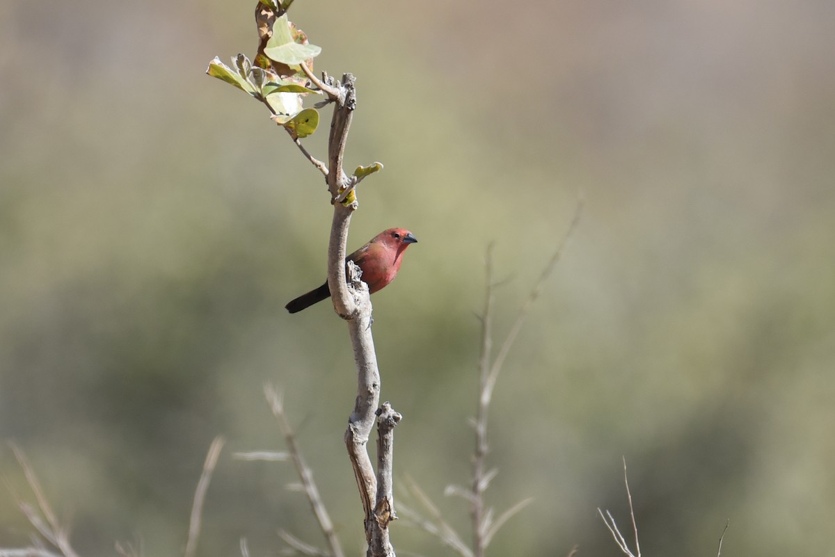 Jameson's Firefinch - ML610730637