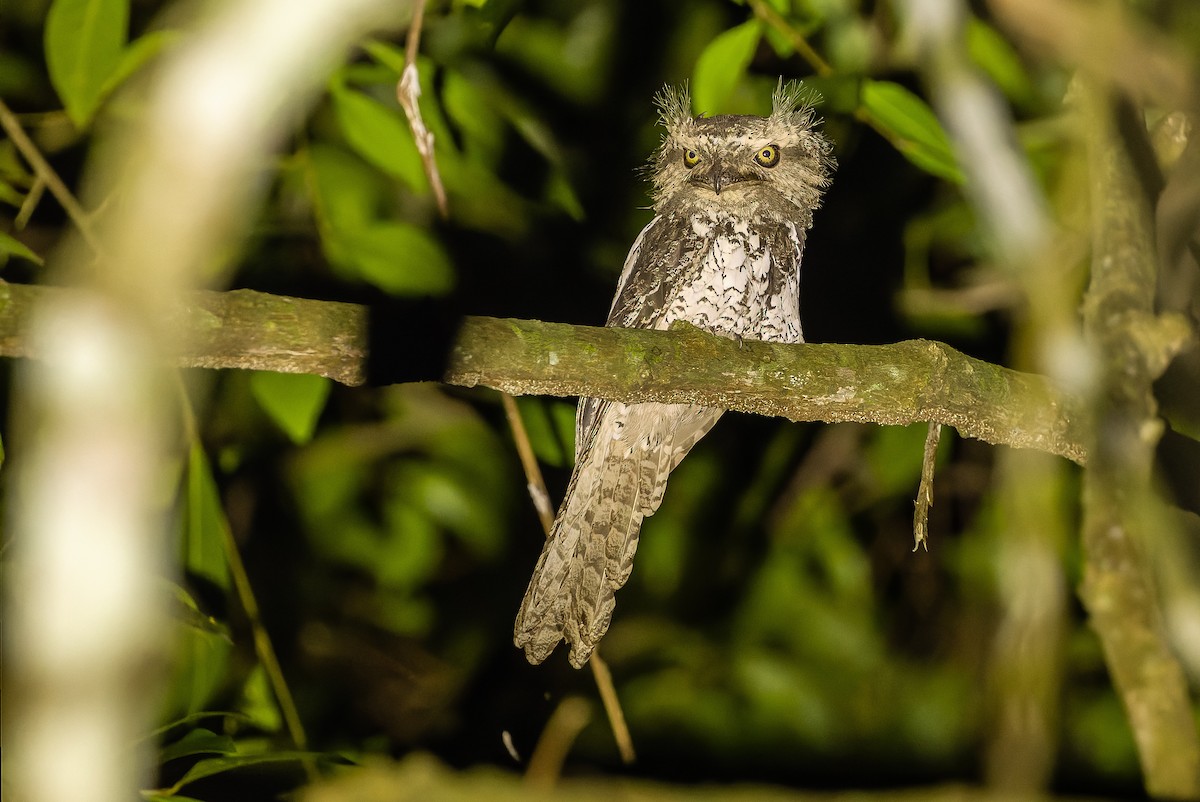 Sunda Frogmouth - Joachim Bertrands