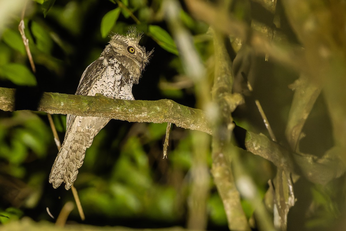 Sunda Frogmouth - Joachim Bertrands