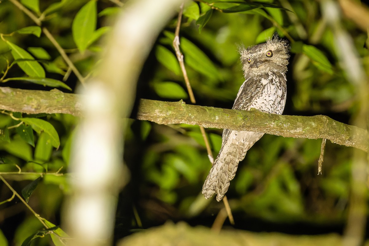 Sunda Frogmouth - ML610730822