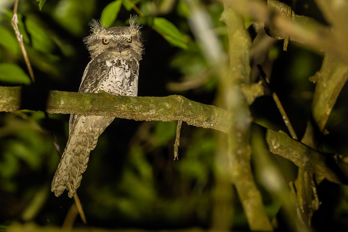 Sunda Frogmouth - ML610730825