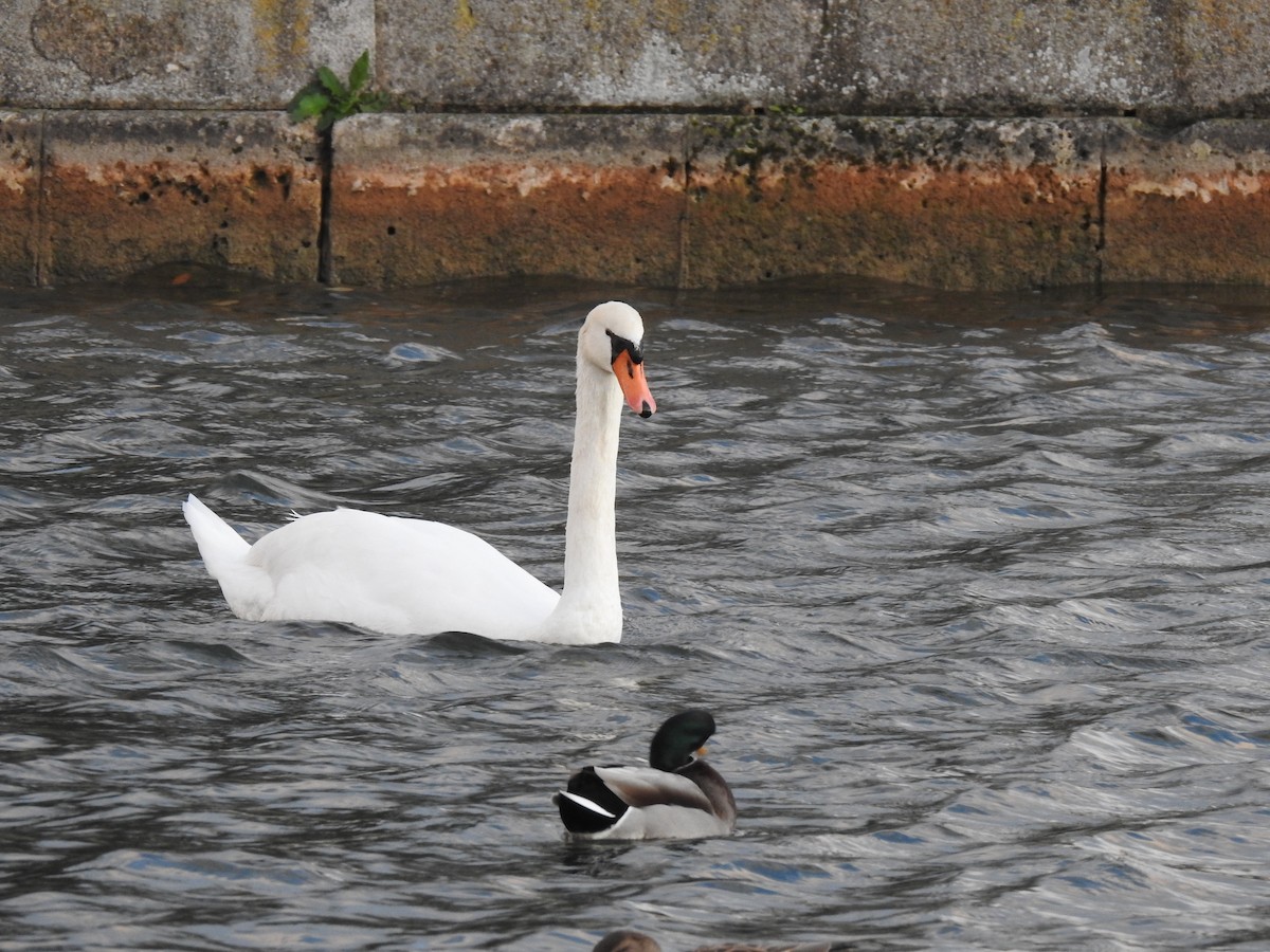 Cygne tuberculé - ML610730897