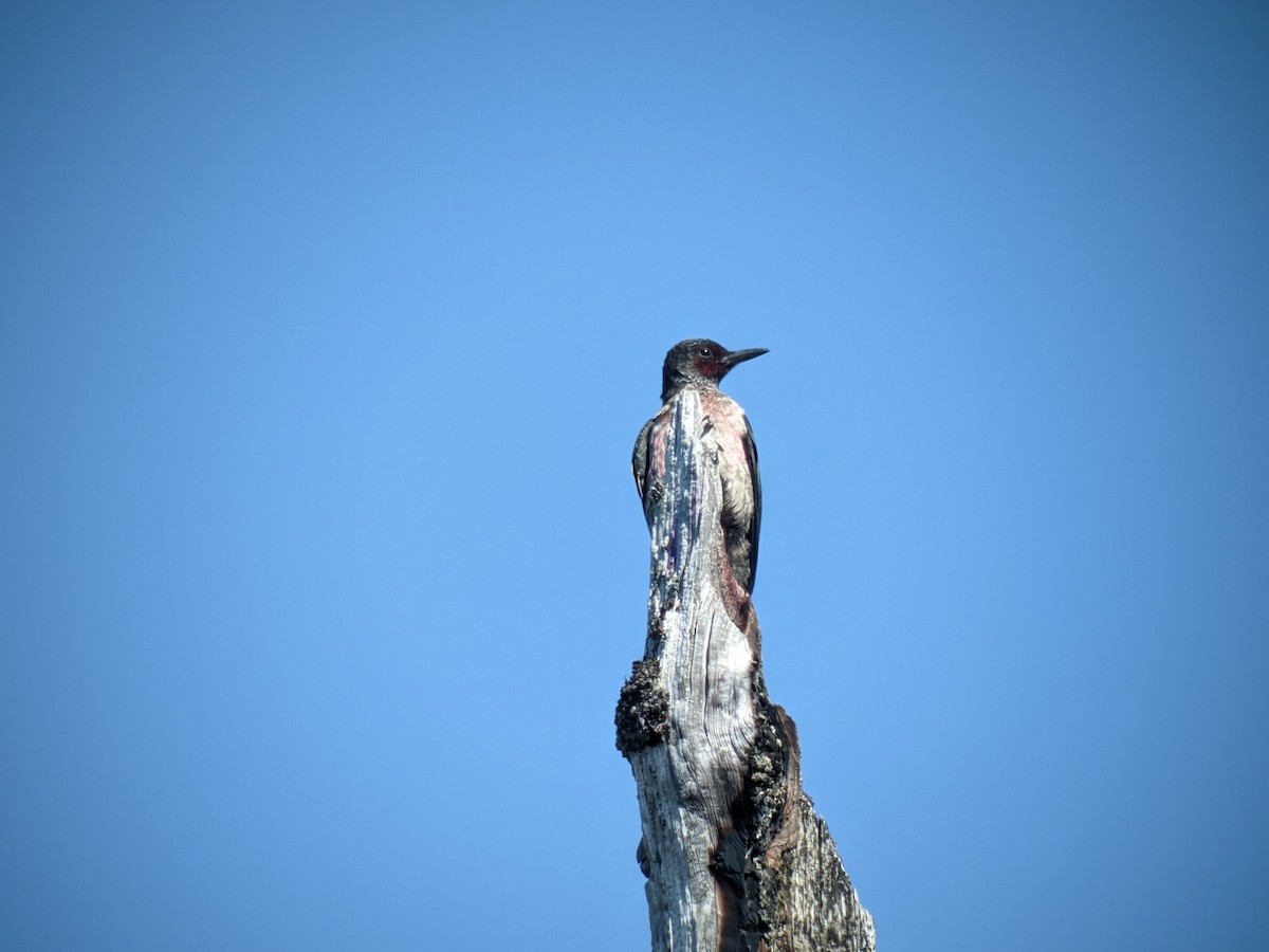 Lewis's Woodpecker - ML610730998