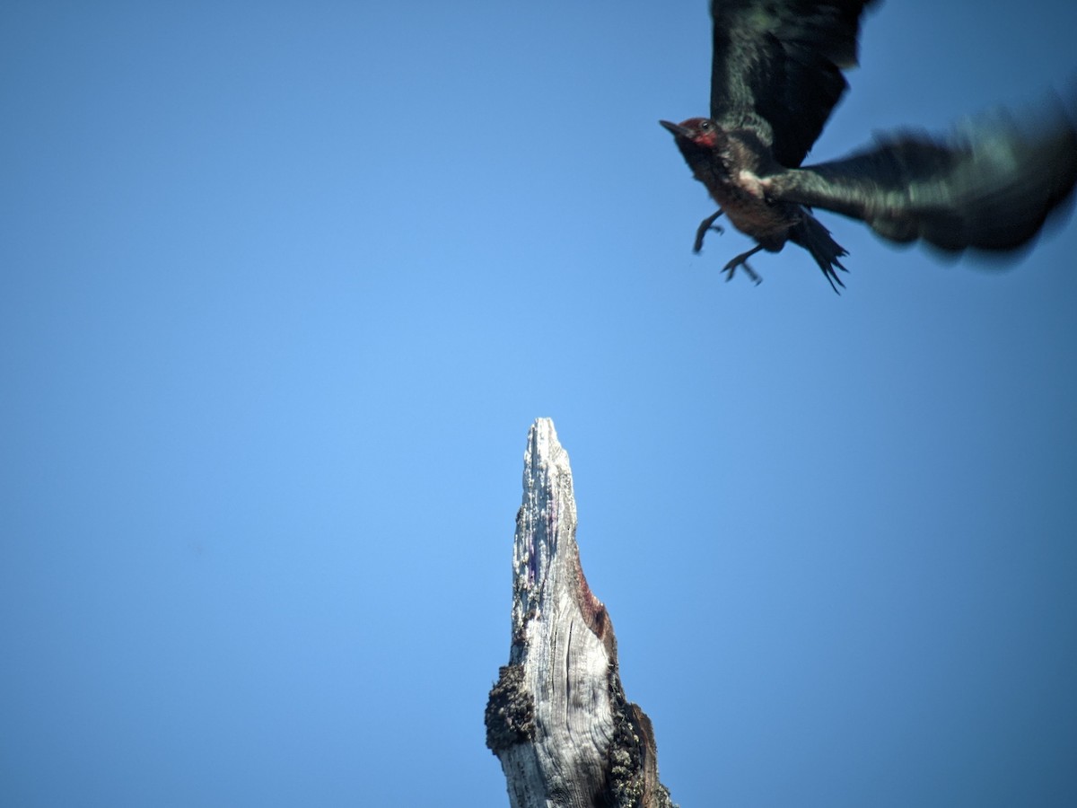 Lewis's Woodpecker - ML610731000