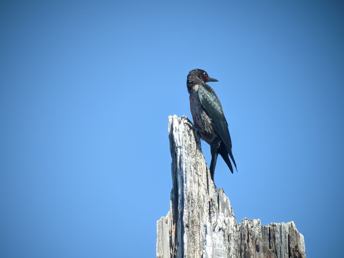 Lewis's Woodpecker - ML610731002