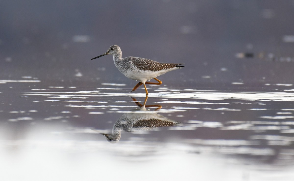 Greater Yellowlegs - ML610731214