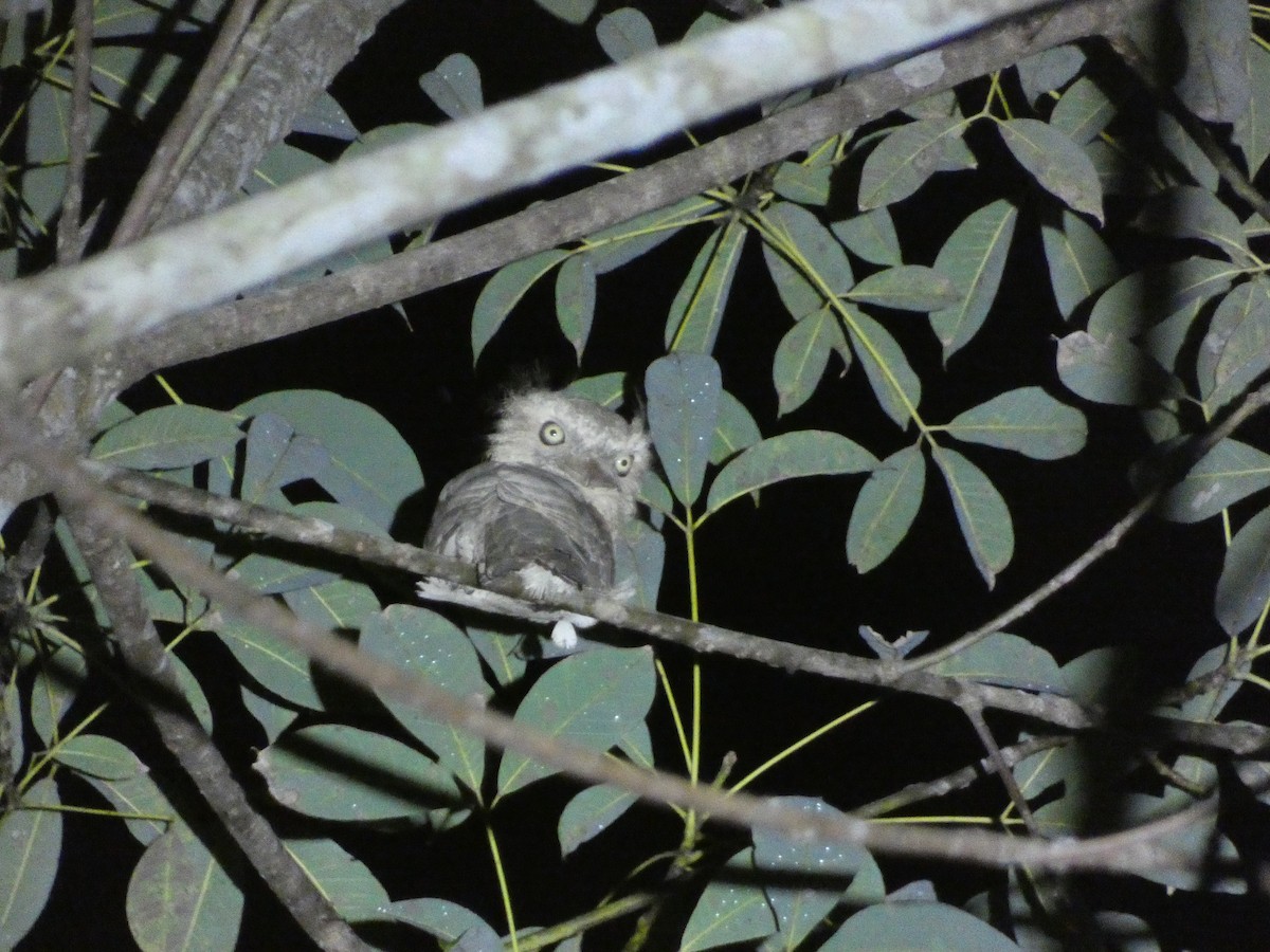 Blyth's Frogmouth - ML610731267