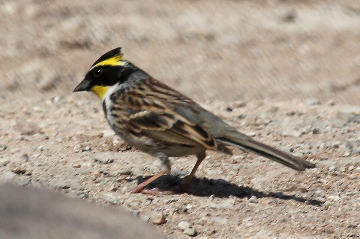 Yellow-throated Bunting - Phillip Edwards