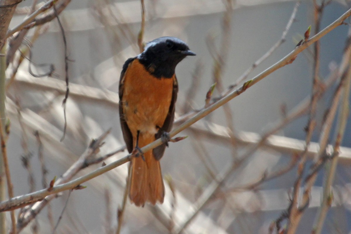 Daurian Redstart - ML610731317