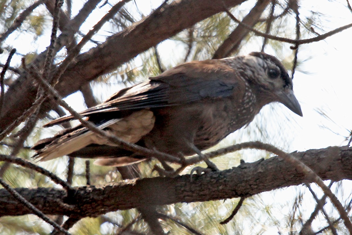 Eurasian Nutcracker - ML610731404