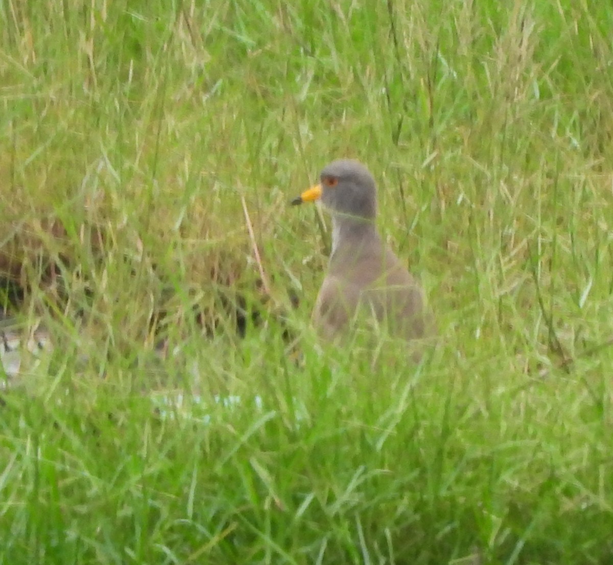 Gray-headed Lapwing - Dora Deng