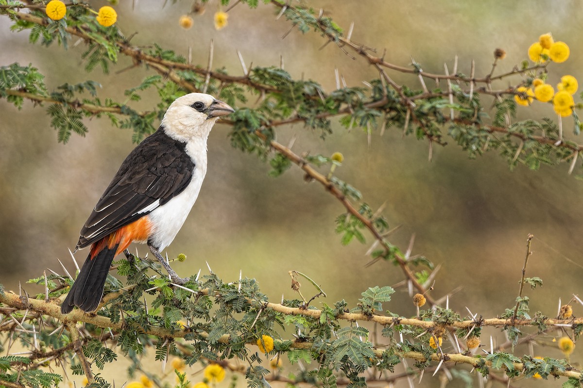 White-headed Buffalo-Weaver - ML610731544