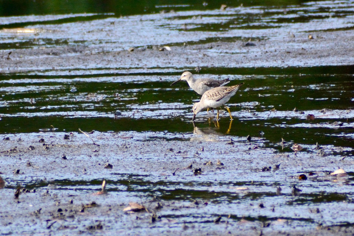 Stilt Sandpiper - ML610731576