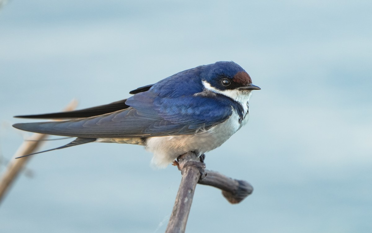 White-throated Swallow - Edmond Sham