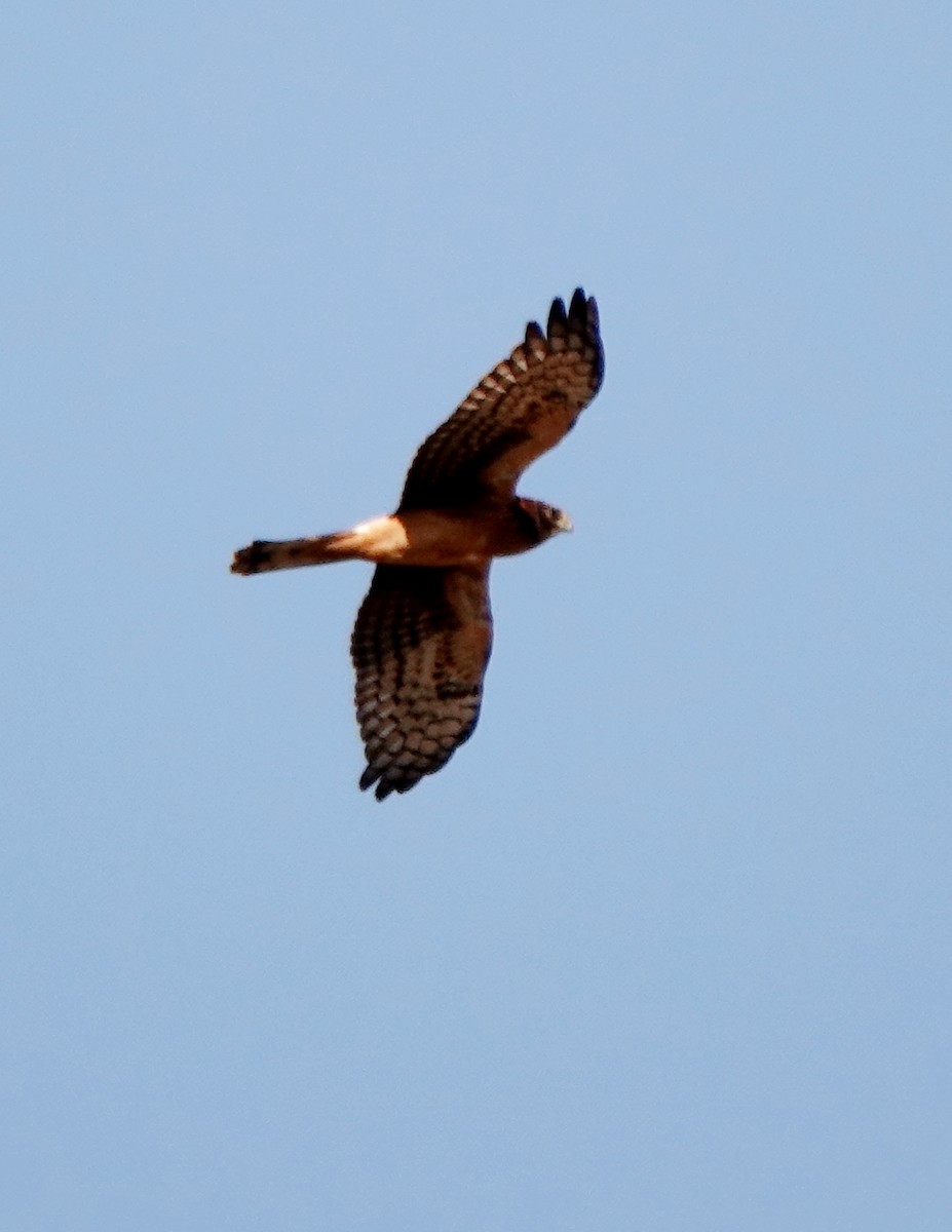 Northern Harrier - ML610731603