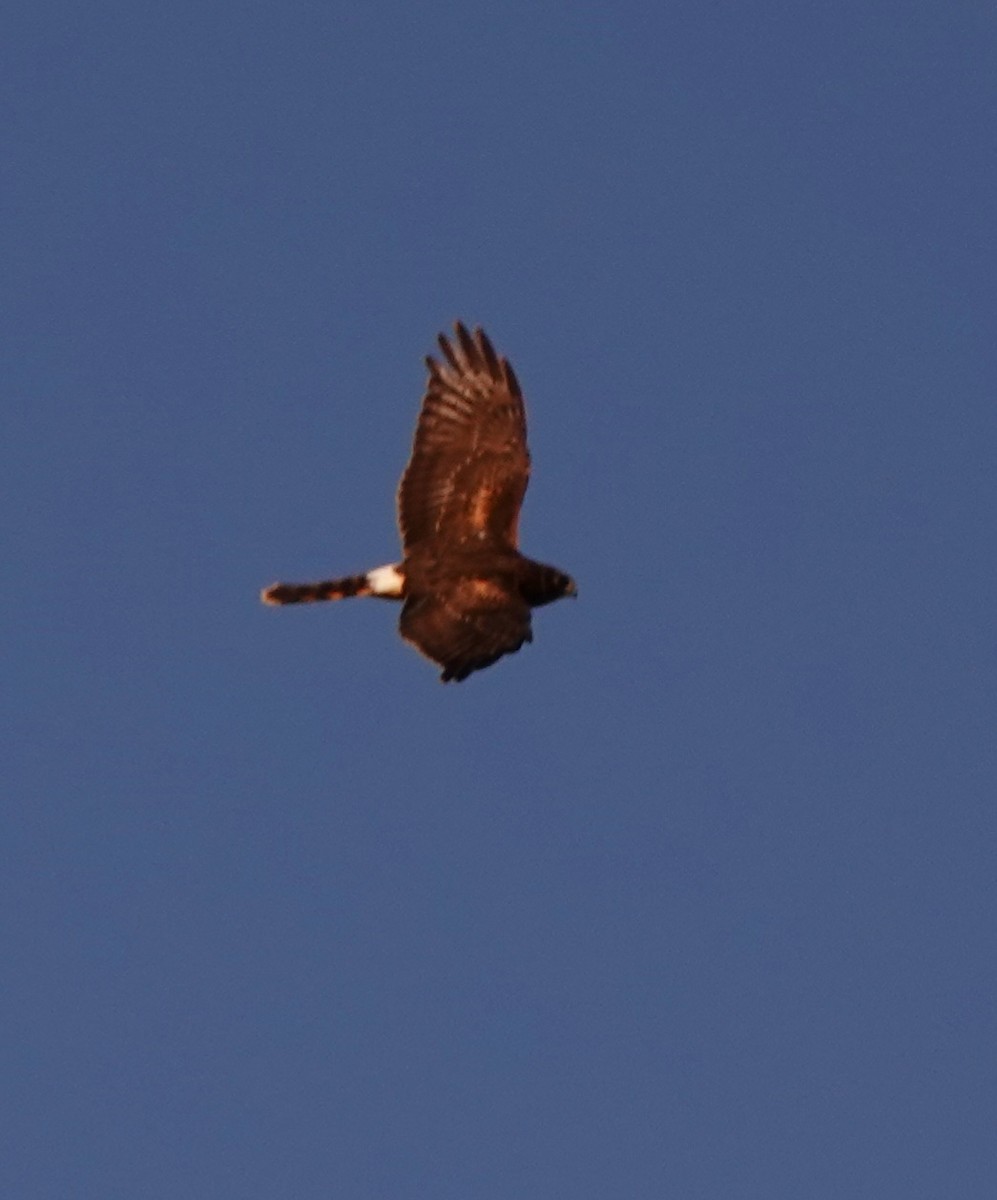 Northern Harrier - ML610731604