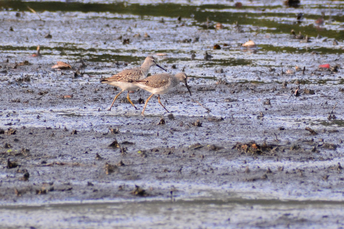 Bindenstrandläufer - ML610731609