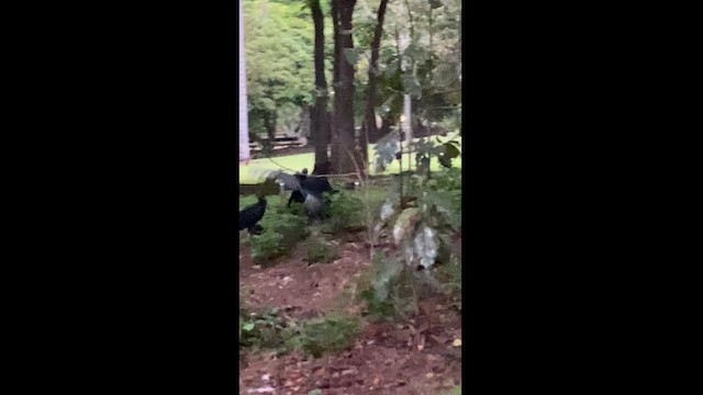Black Vulture - ML610731674