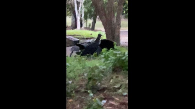 Black Vulture - ML610731675