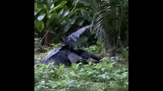 Black Vulture - ML610731676