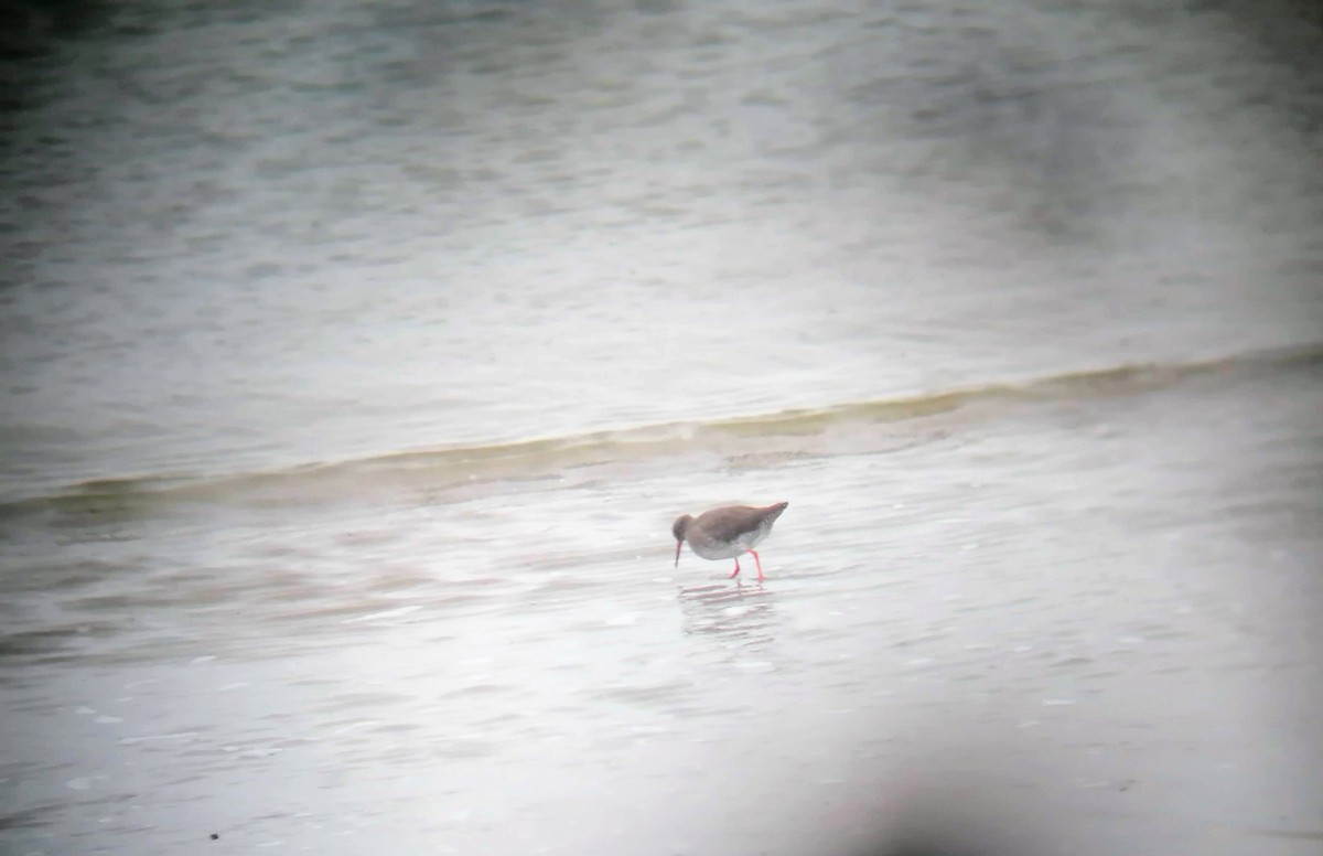 Common Redshank - ML610731693