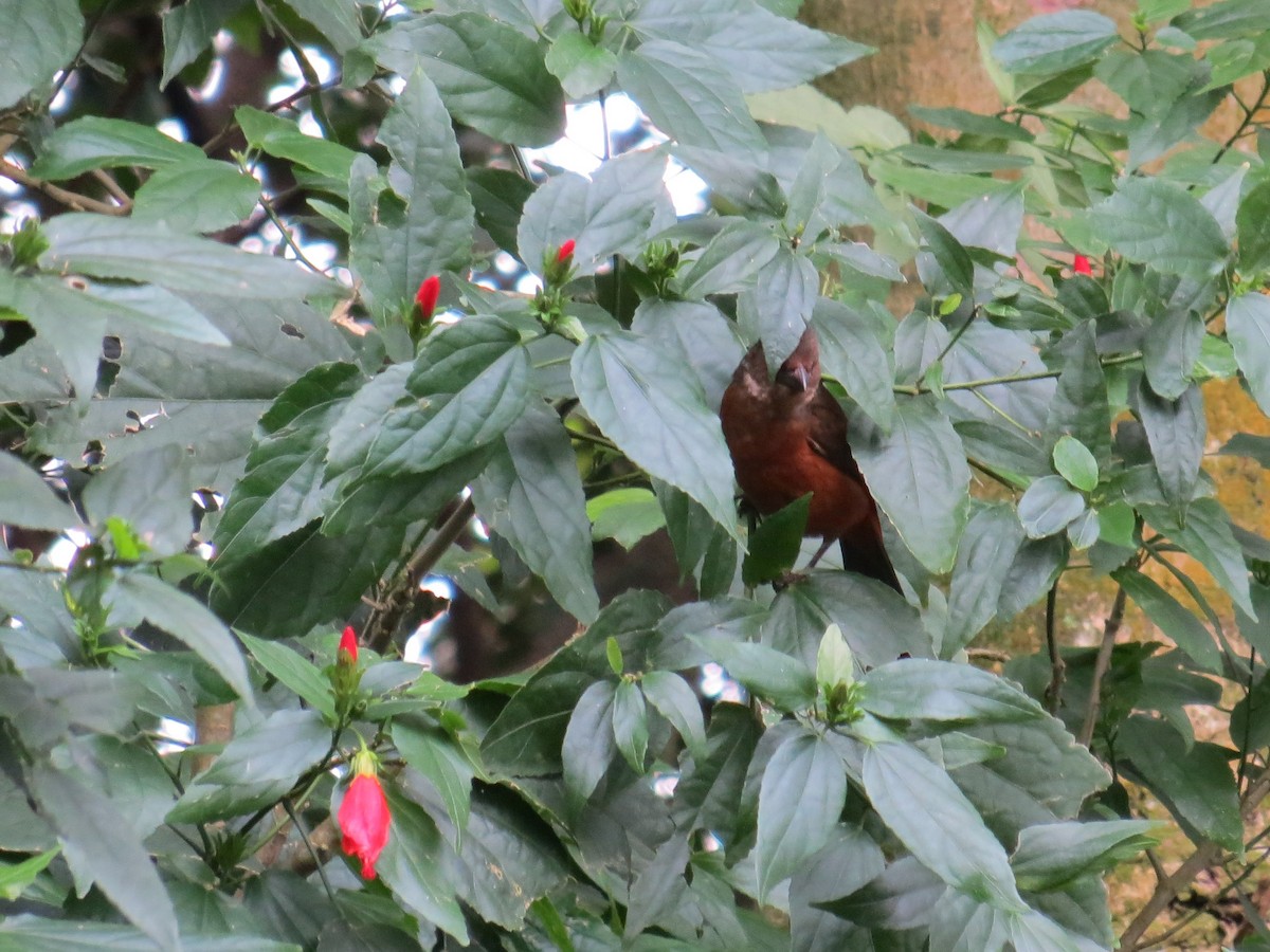 Brazilian Tanager - ML610731710