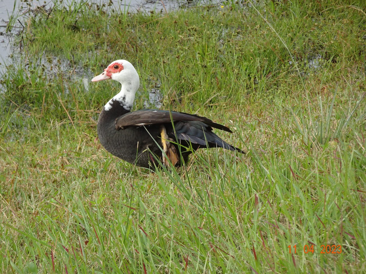 Muscovy Duck (Domestic type) - ML610731715