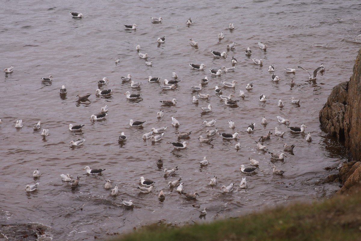 Great Black-backed Gull - ML610731787