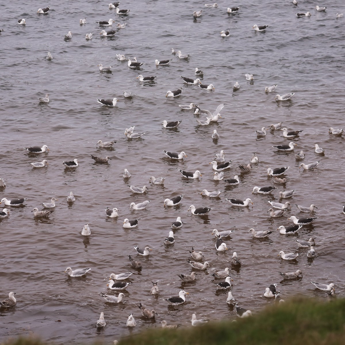 Great Black-backed Gull - ML610731788