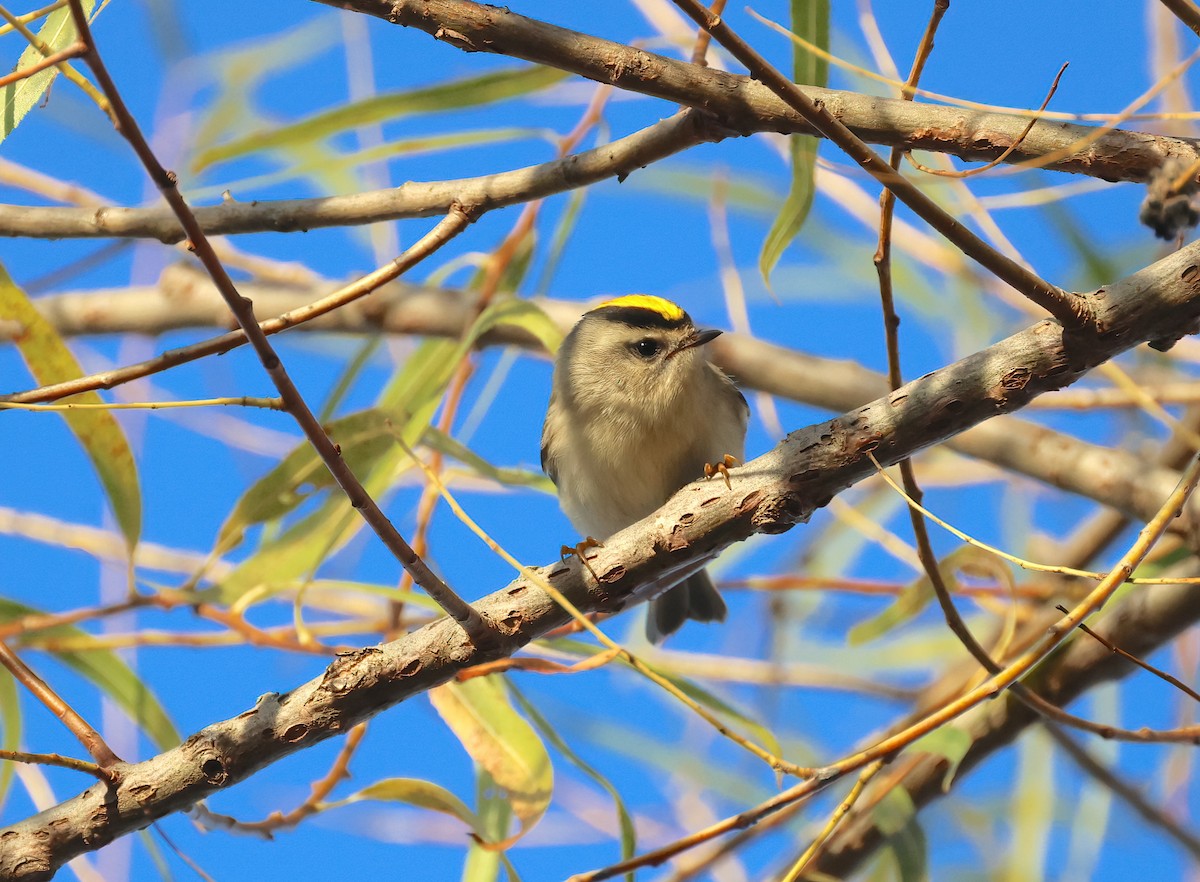 Golden-crowned Kinglet - ML610731800