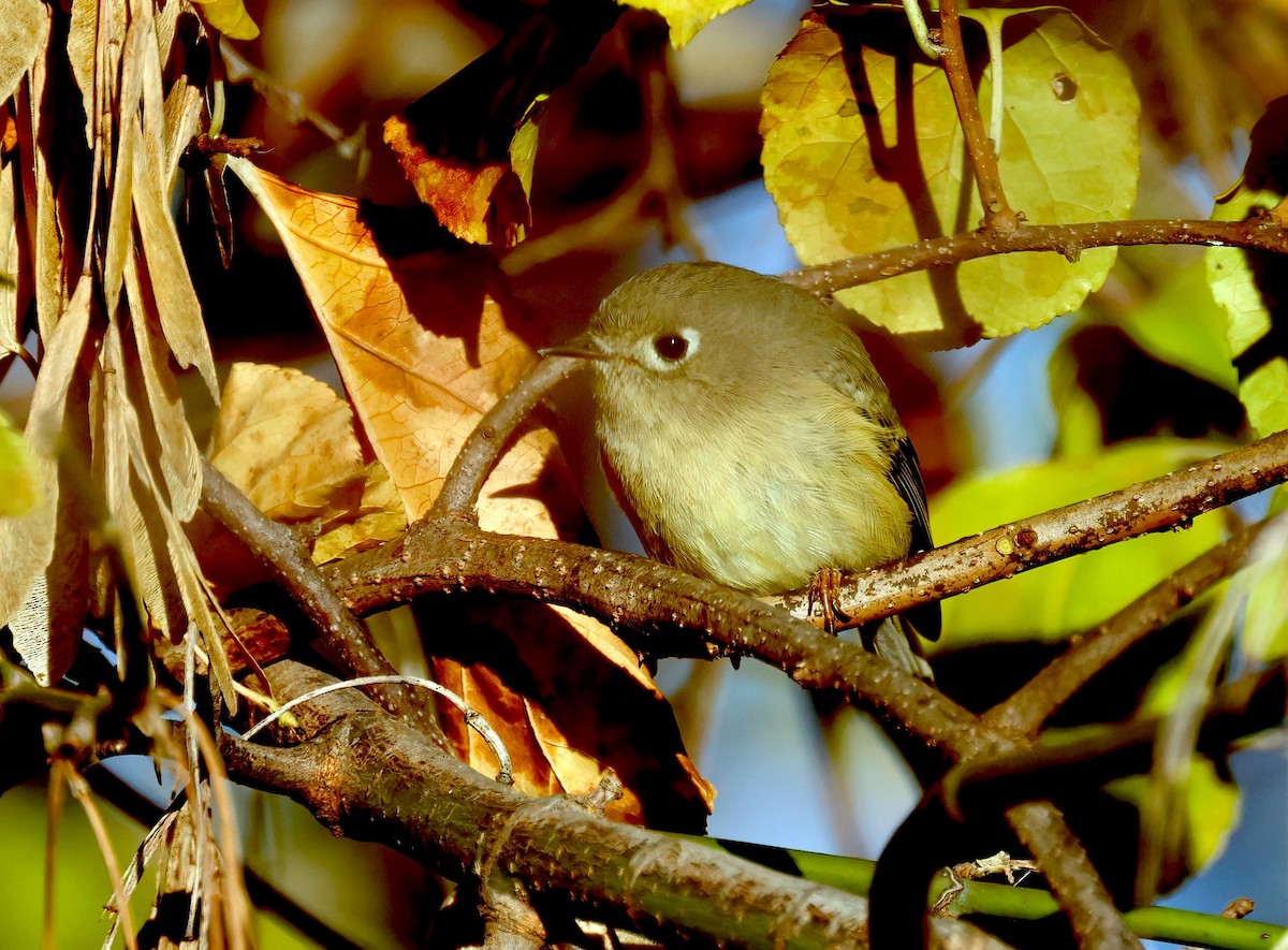 Ruby-crowned Kinglet - ML610731813