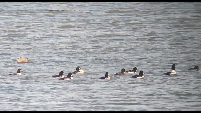 Barrow's Goldeneye - ML610731854