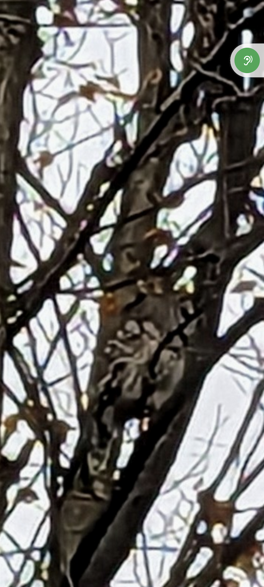 Barred Owl - ML610731878