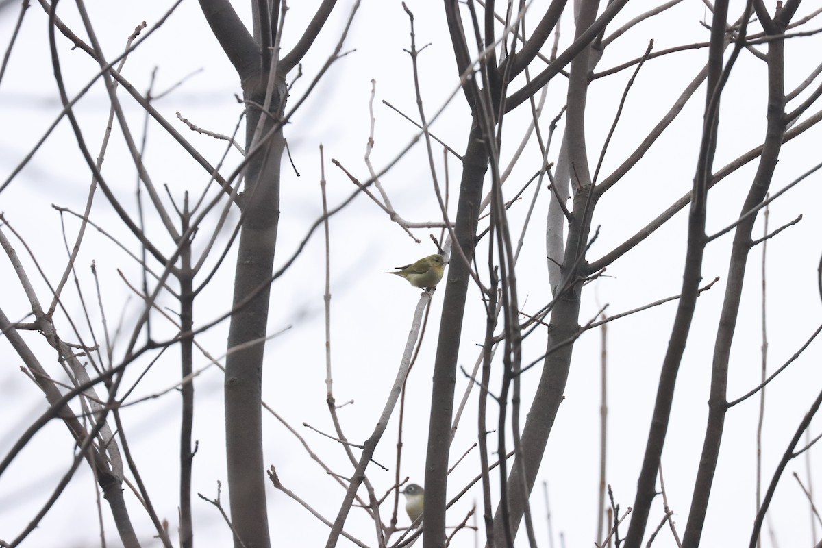 Tennessee Warbler - ML610731924