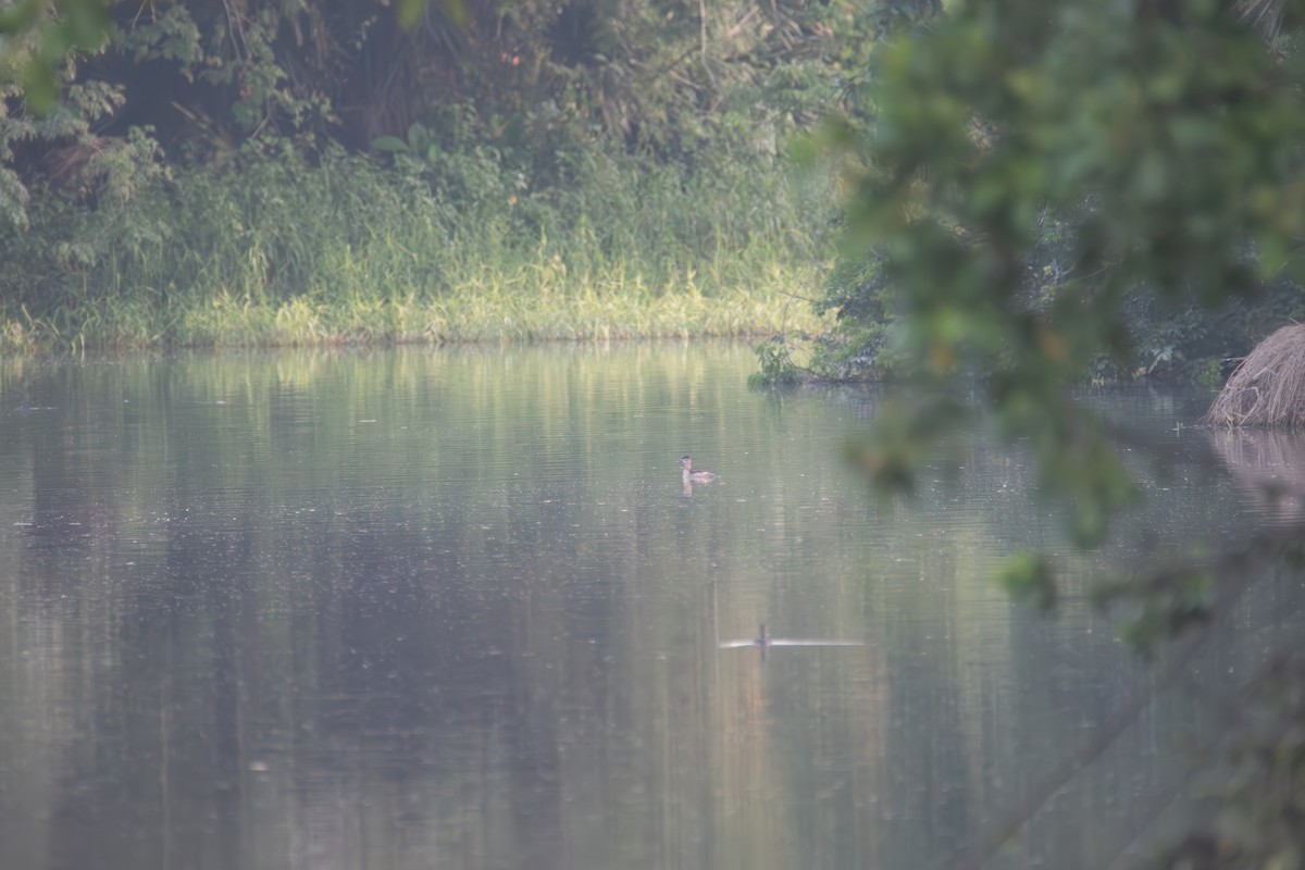 Ruddy Duck - ML610731925