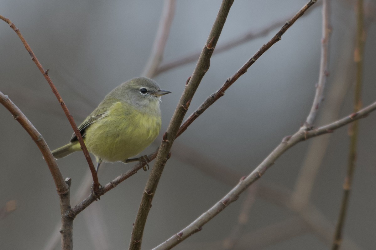 Orange-crowned Warbler (Gray-headed) - ML610732049