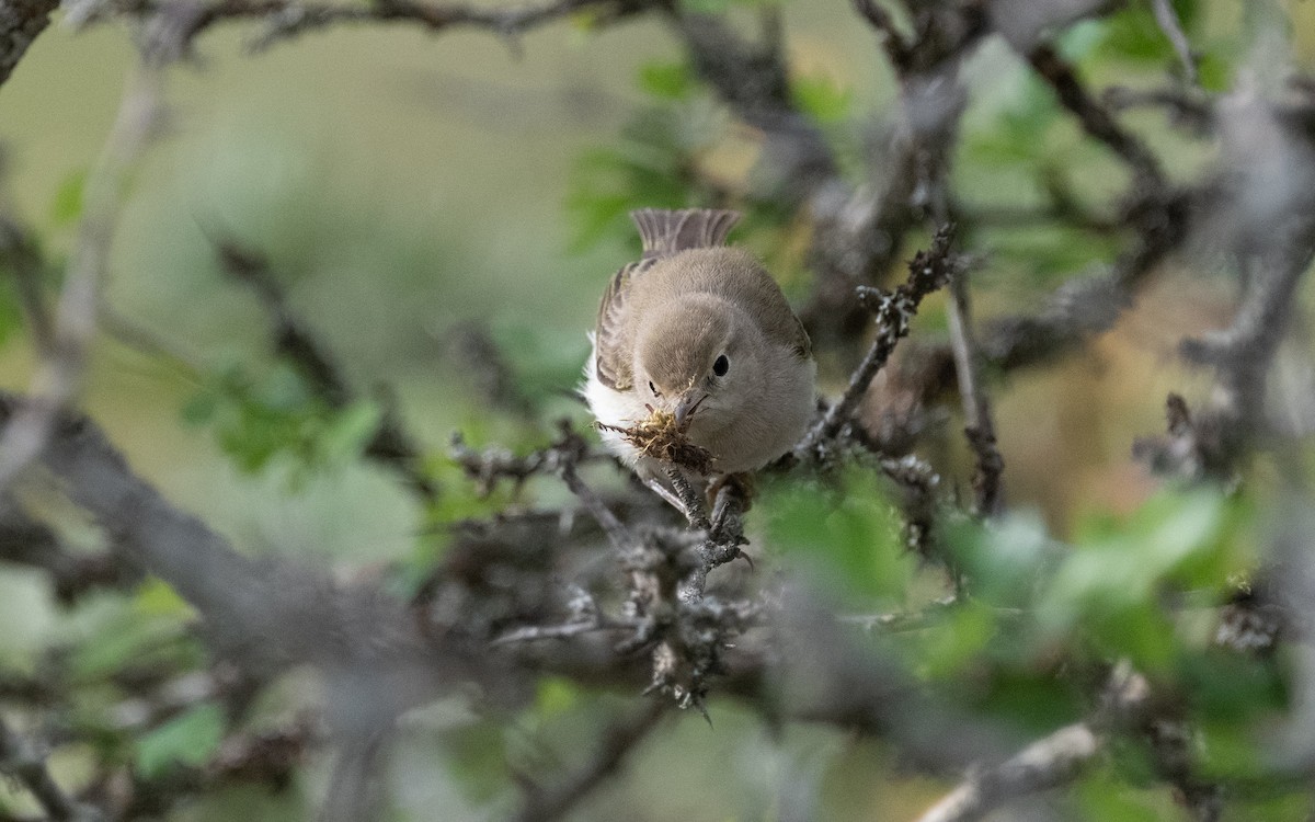 Western Bonelli's Warbler - ML610732116
