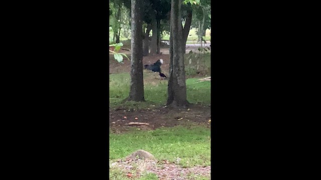 Black Vulture - ML610732132