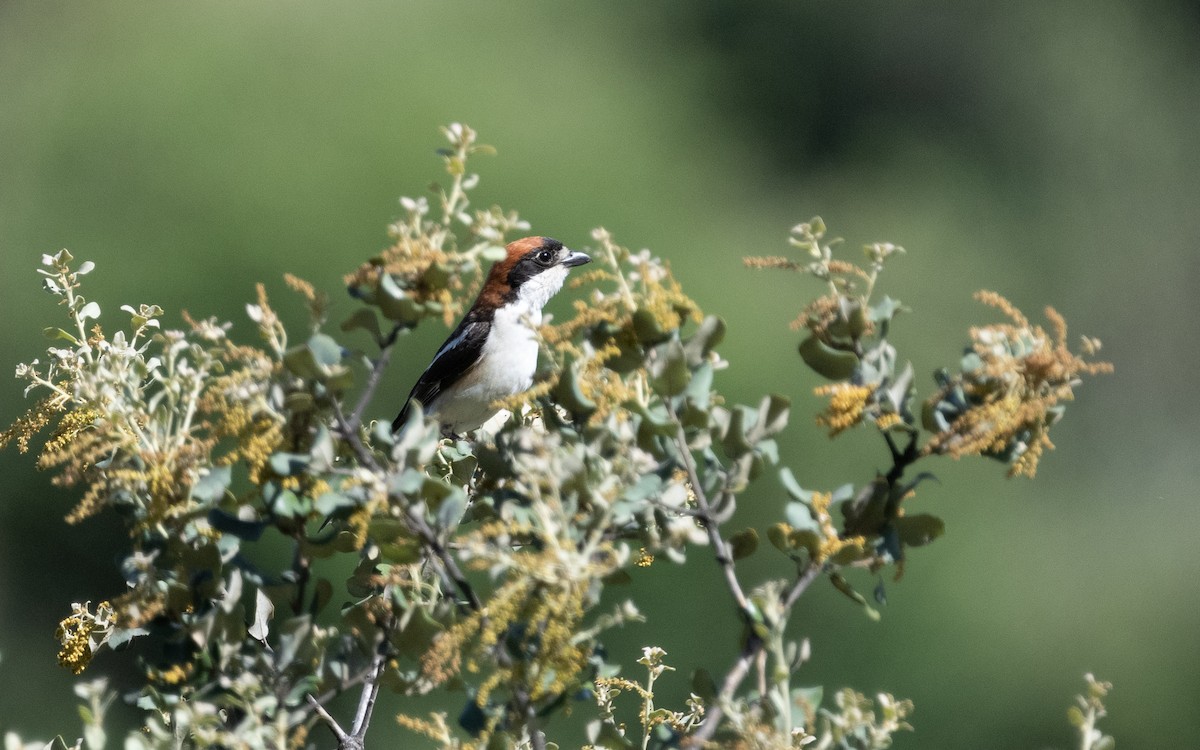 Woodchat Shrike - ML610732192