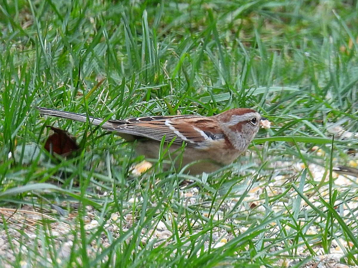 American Tree Sparrow - ML610732197