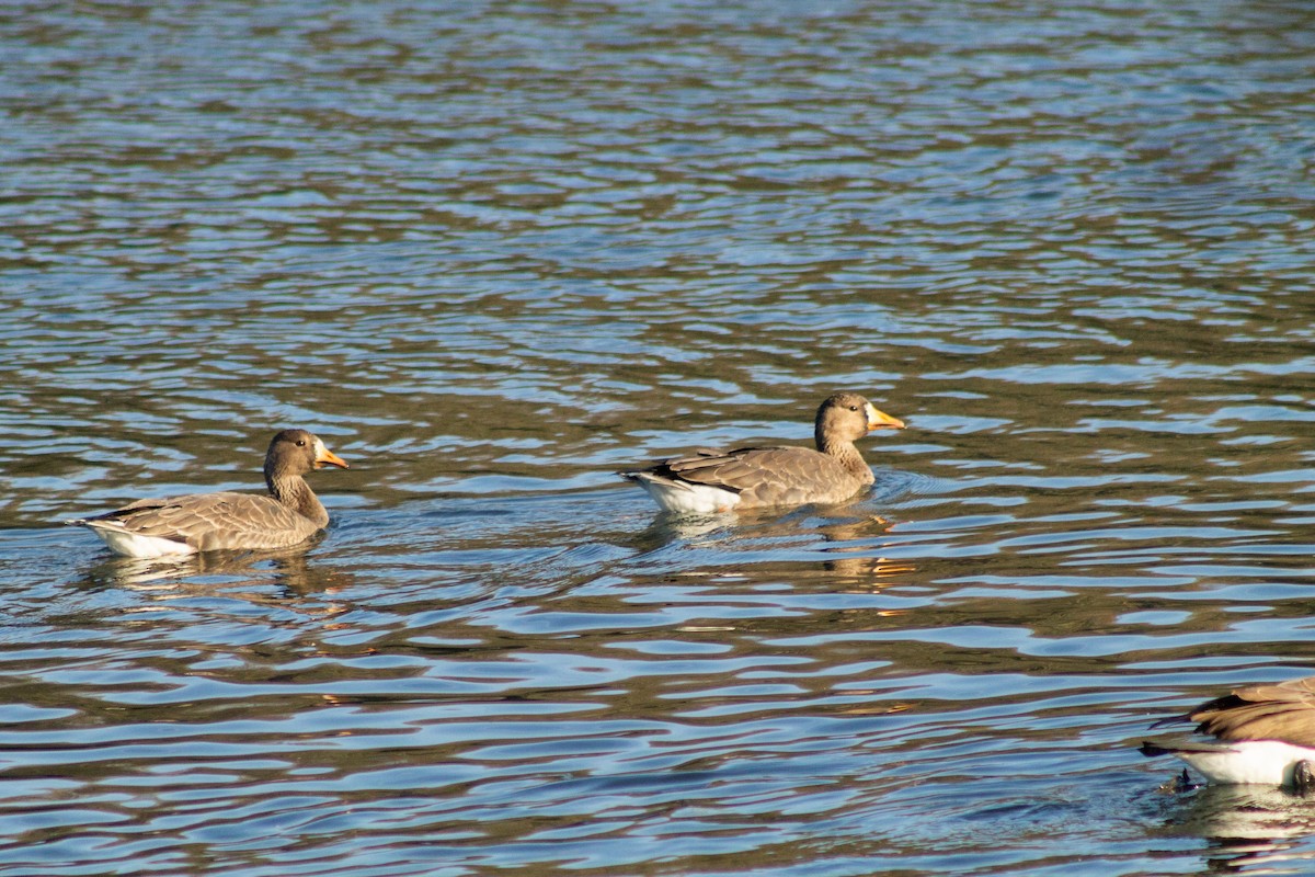 Greater White-fronted Goose - Derek White