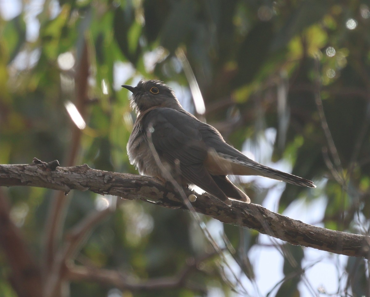 Fan-tailed Cuckoo - Donald Wellmann