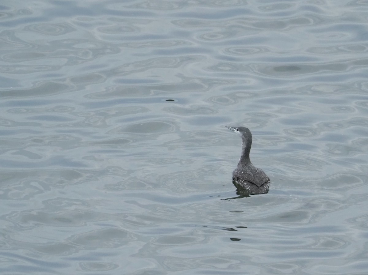 Red-throated Loon - ML610732258