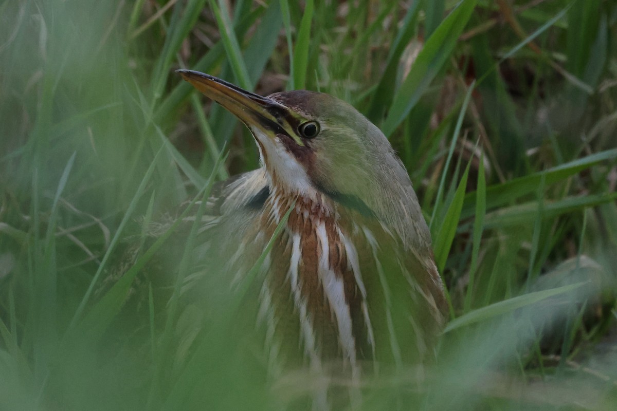 American Bittern - ML610732264