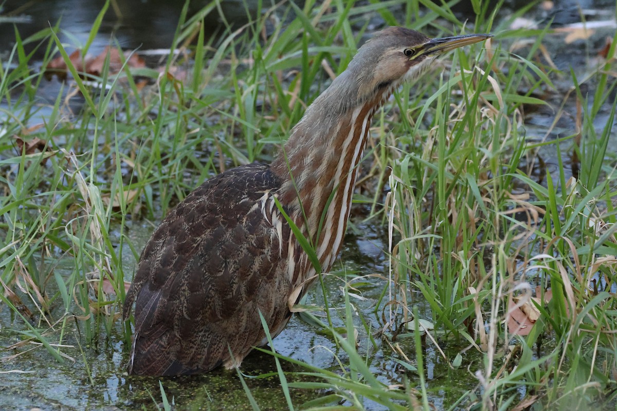 American Bittern - Rhesa Sy