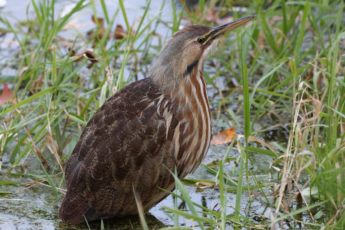 bukač severoamerický - ML610732266