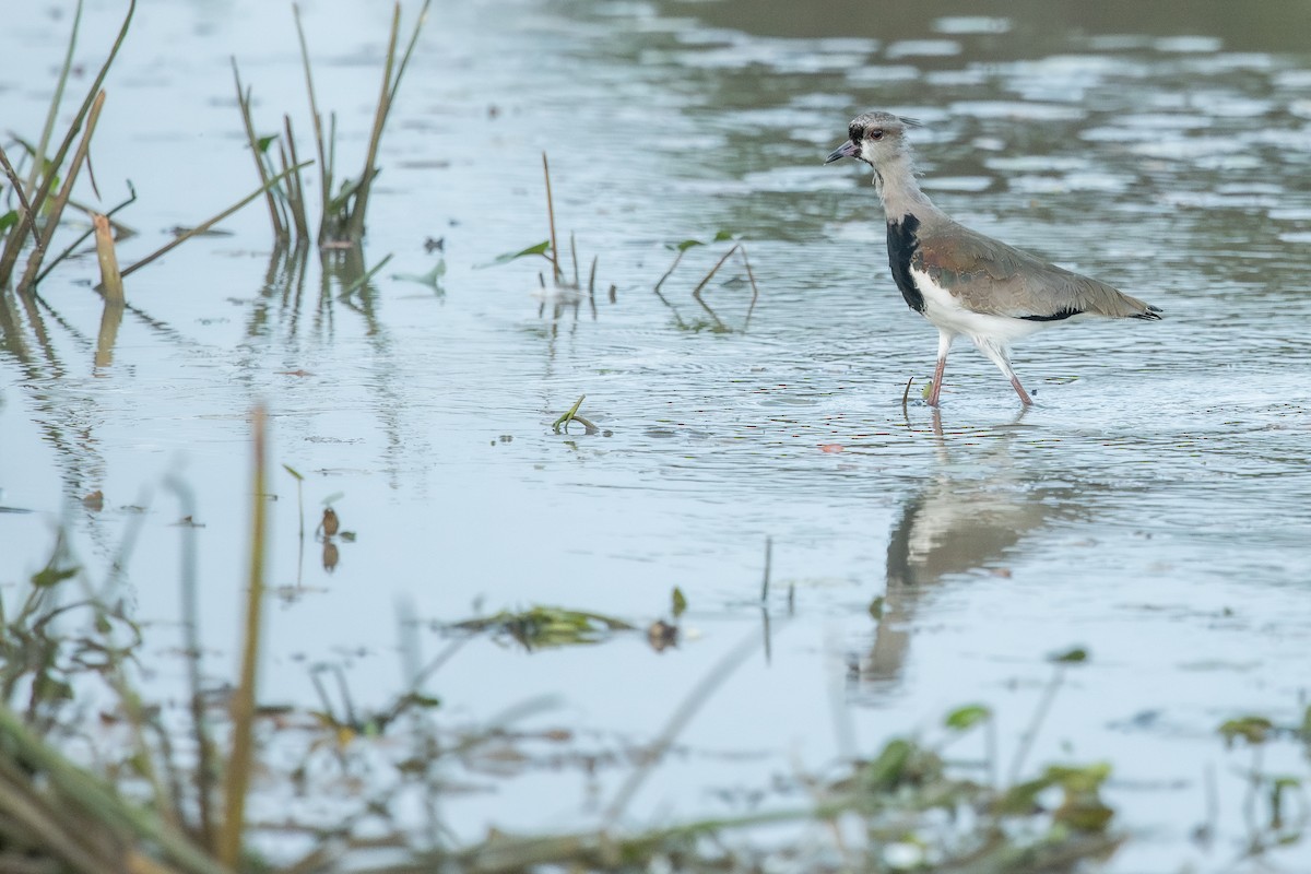 Southern Lapwing (cayennensis) - Frédéric Bacuez
