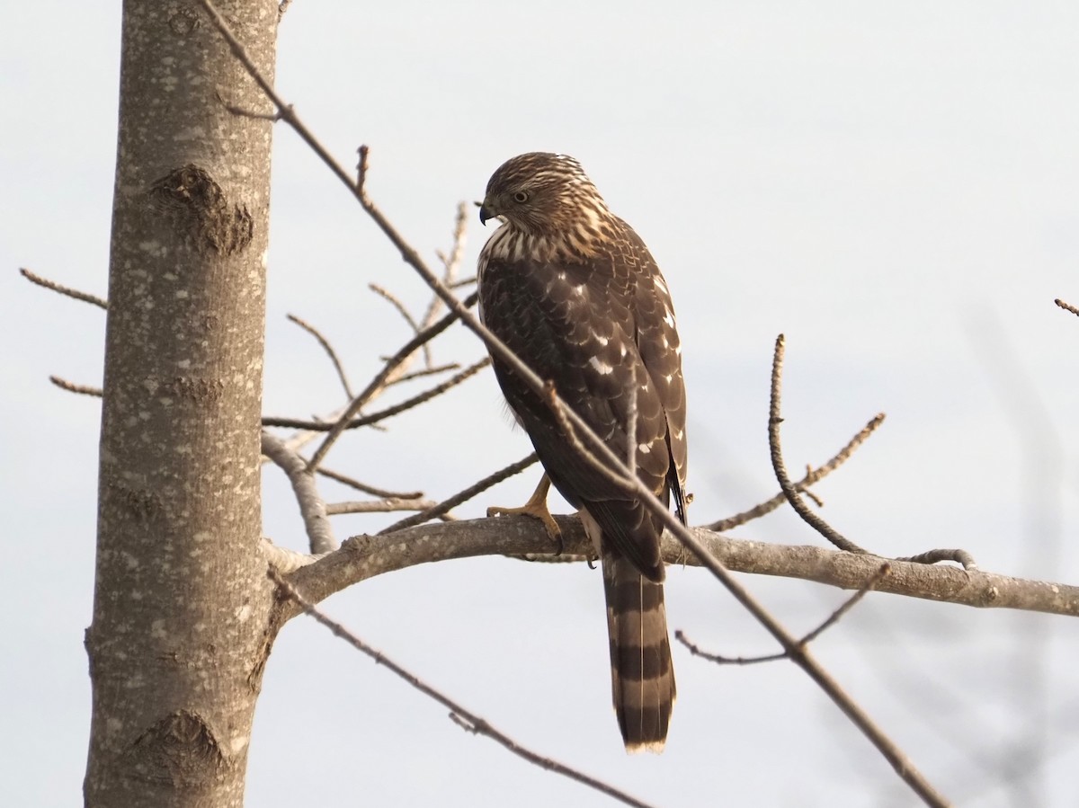 Cooper's Hawk - ML610732369